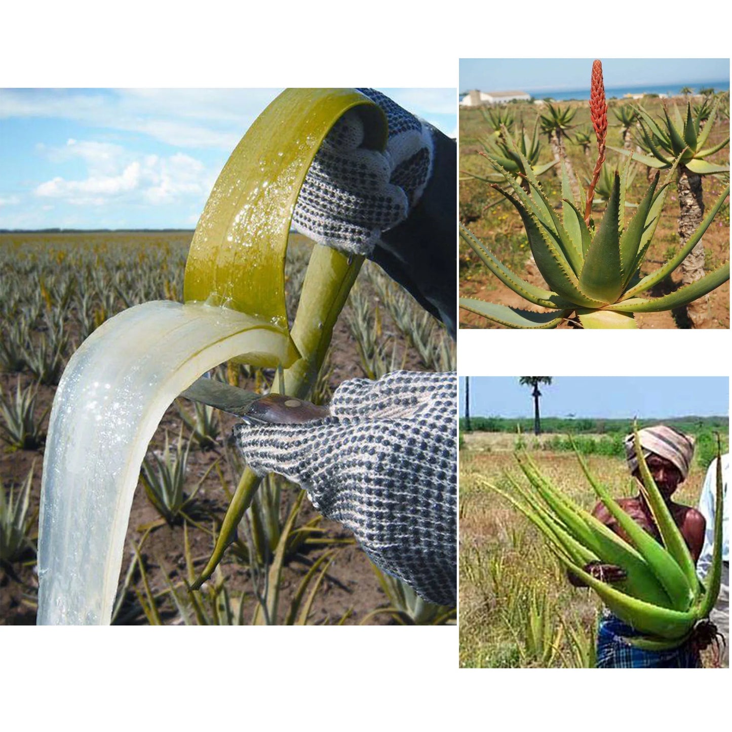 Layden Oil-One Touch to Gorgeous-North African Aloe Vera＆ Chebe Powder＆Moroccan Cloves Scalp & Hair Strengthening