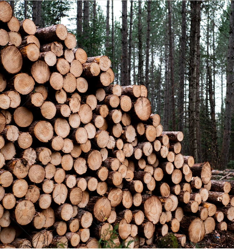 European Luxury Bed Bedroom Comfortable Ergonomic Double Sleeping Safe Bed Sun Princess Cama Solteiro Lounge Suite Furniture