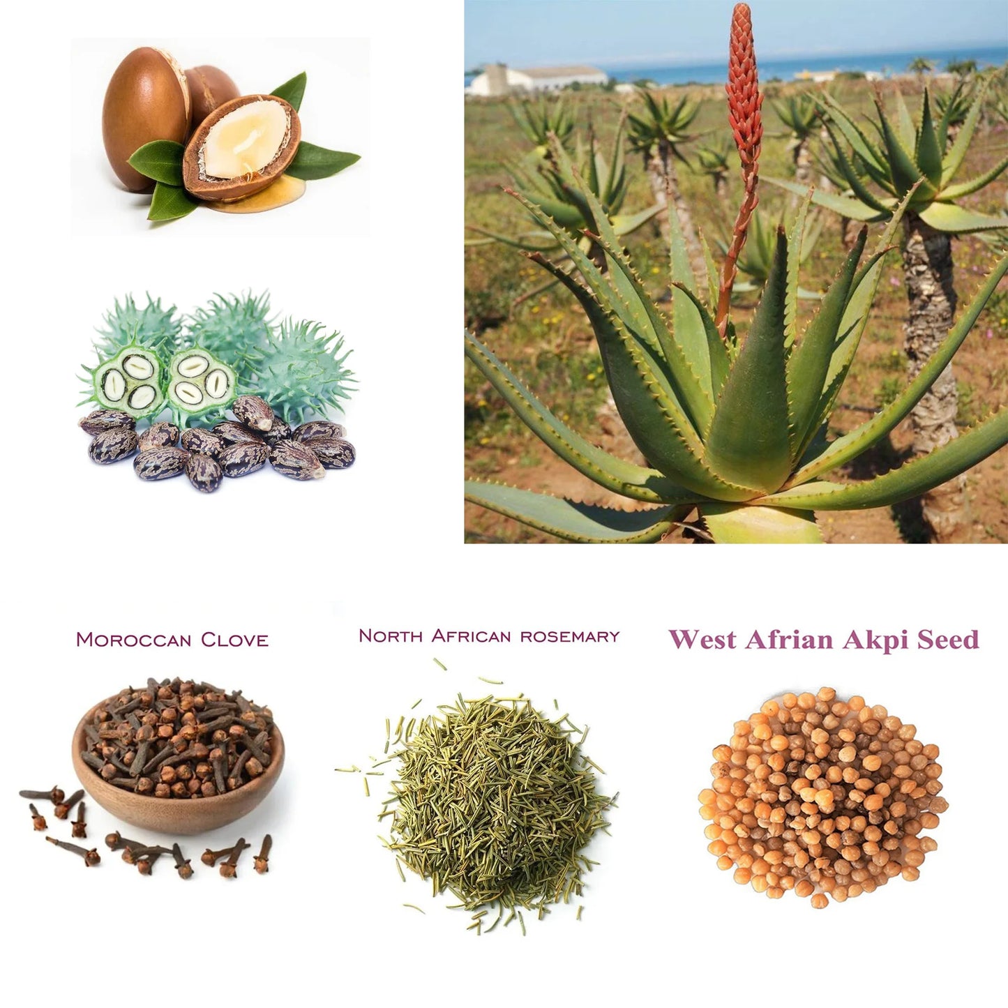 Layden Oil-One Touch to Gorgeous-North African Aloe Vera＆ Chebe Powder＆Moroccan Cloves Scalp & Hair Strengthening