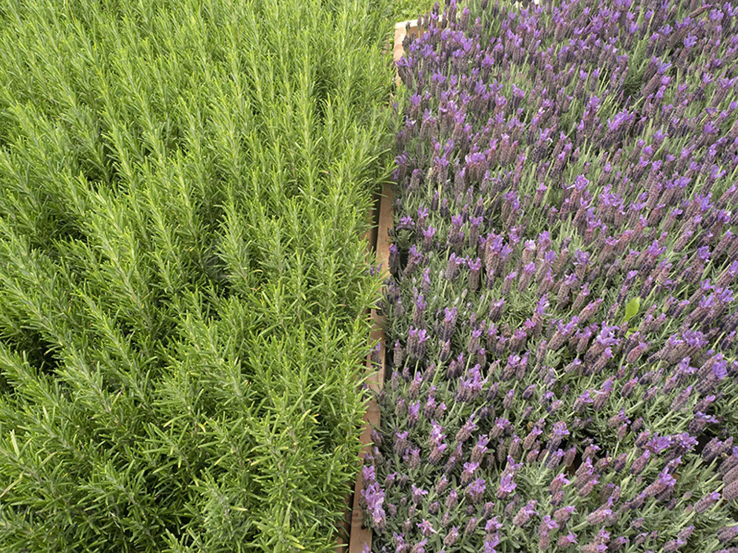 Traditional African Layden Nourish Oil  Scalp & Hair Roots Strengthening